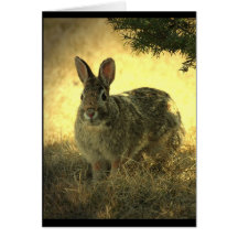 Wild Rabbits Greeting Card
