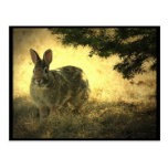 Wild Rabbits Postcard postcards
