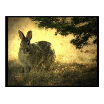 Wild Rabbits Postcard