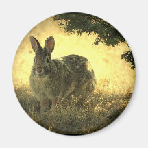 Wild Rabbits Round Magnet