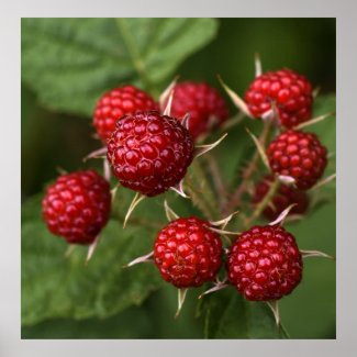 Wild Raspberries print