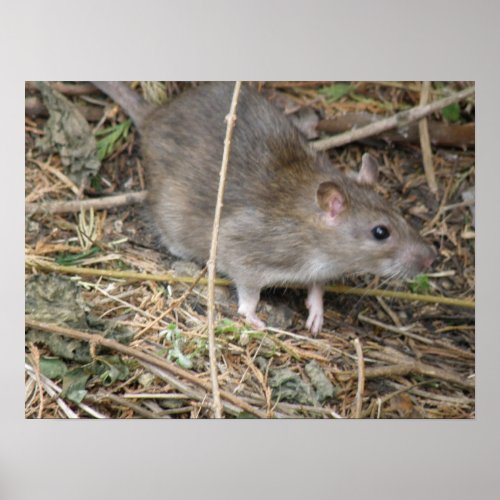 Wild Rat Field Trip Print print