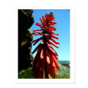 Wild Red Cave Flower posters
