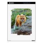 Wild Red Fox Vixen Wildlife Photo Art Skins For The iPad 2