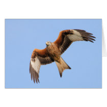 Wild Red Kites Greeting Cards