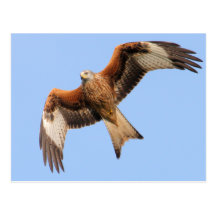 Wild Red Kites Post Cards