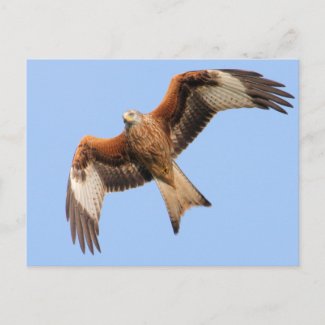 Wild Red Kites postcard