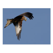 Wild Red Kites Postcards