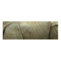 Wild Rhino profile cards