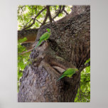 Wild Ring-necked Parakeets Print