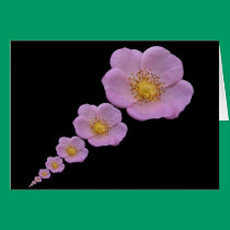 Wild Rose 112o ~ card