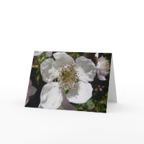Wild Rose Blossom cards