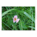 wild rose bud cards