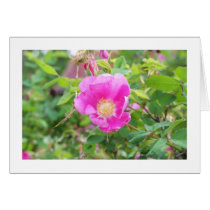 Wild Rose cards by PointofviewbyLou Wild Rose cards