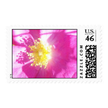 Wild Rose Closeup Postage