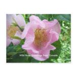 Wild Rose Greetings from Canada postcard