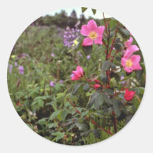 Wild rose, Kenai, Alaska Pink flowers Stickers