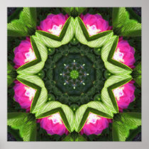 Wild Rose Lotus Mandala Poster