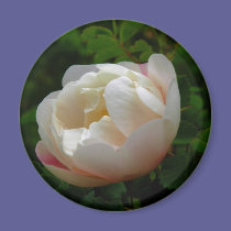 Wild Rose magnets