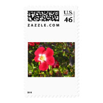 Wild Rose Postage Stamps