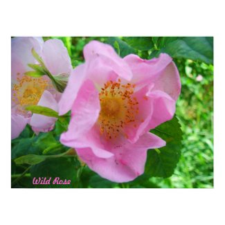 Wild Rose Print print