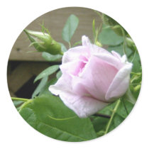 Wild Rose stickers by cmommy5 Wild Rose stickers