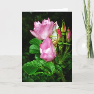 Wild Roses After Summer Rain Cards