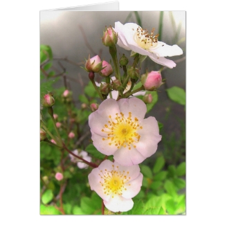 Wild Roses Birthday Card
