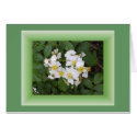 Wild Roses cards