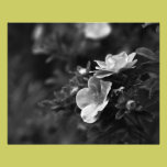 Wild Roses - Floral Fine Art Photo photography