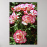 Wild roses  flowers posters