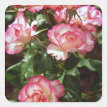 Wild roses  flowers square stickers