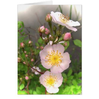 Wild Roses for Mother's Day