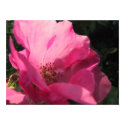 Wild Roses posters