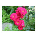 Wild Roses posters