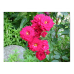 Wild Roses