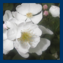 Wild Roses posters