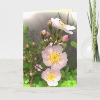 Wild Roses Thank You card