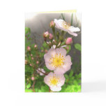 Wild Roses Thank You cards