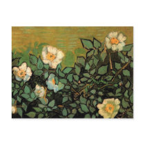 Wild Roses, Vincent van Gogh Post Cards
