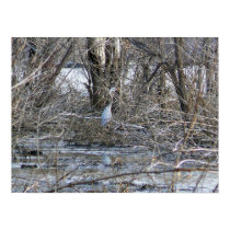 Wild Sandcrane posters