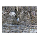 Wild Sandcrane posters by Shadowchaser Wild Sandcrane posters