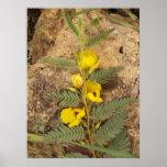 Wild Senna 1 Posters