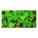 Wild Shamrocks Picture Card