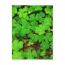 Wild Shamrocks Postcard