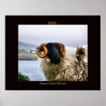 Wild Sheep Poster Print