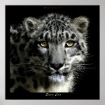 WILD SNOW LEOPARD Art Print