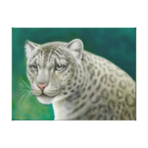 Wild Snow Leopard Wrapped Canvas Canvas Prints