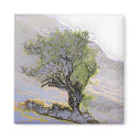 WILD SPIRIT TREES UK magnets