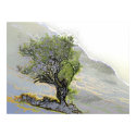 WILD SPIRIT TREES UK posters